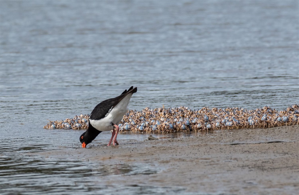 Sharing the science of local turtles and birds online