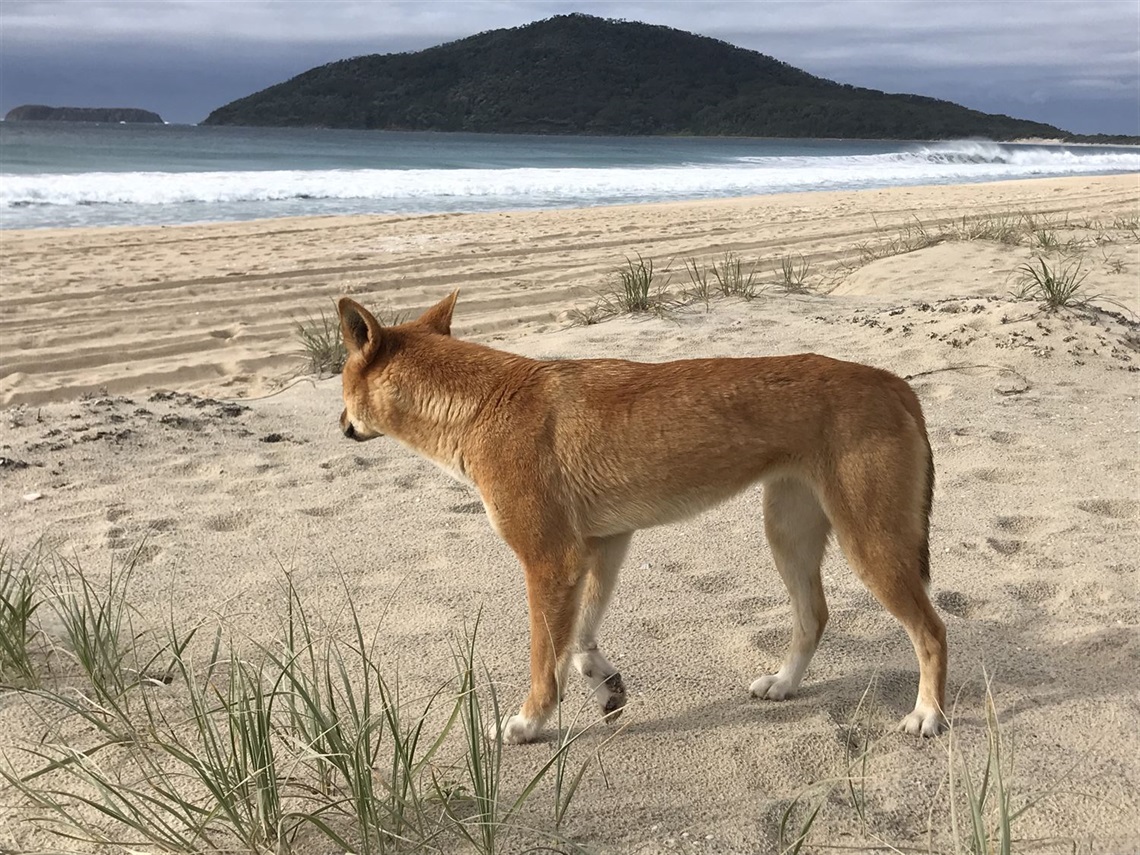 MidCoast Dingo/Wild Dog Management - MidCoast Council MidCoast Dingo/Wild Dog Management - MidCoast Council