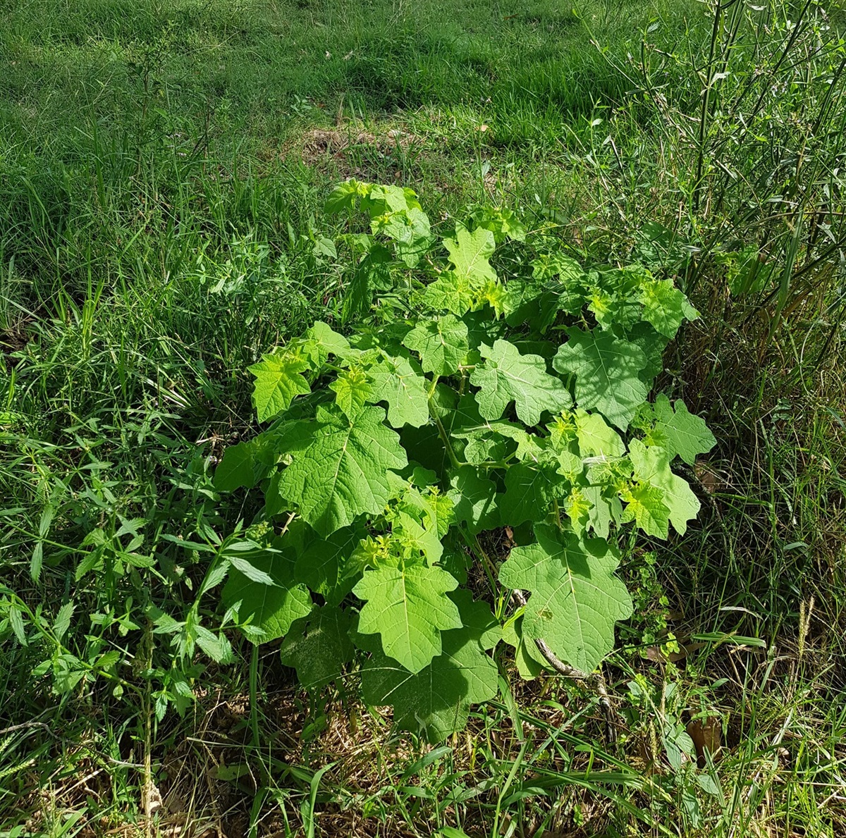 Tropical Soda Apple Weed Landholder Workshops Mirage News