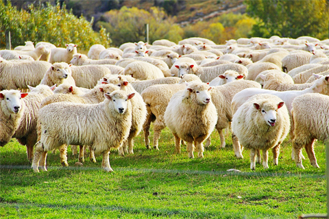 Sheep.png