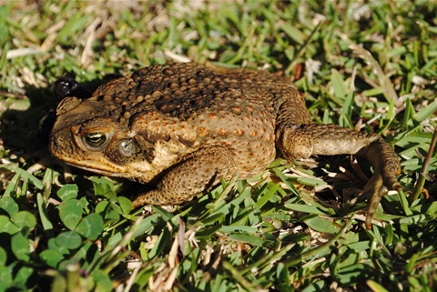 Cane Toad_Forster 1.JPG