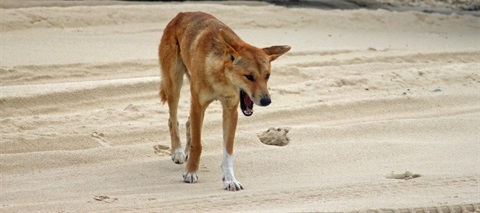dingo-2.jpg
