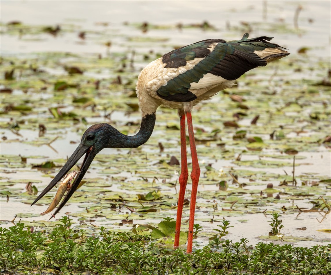 Black Necked Stork Mamukala.jpg