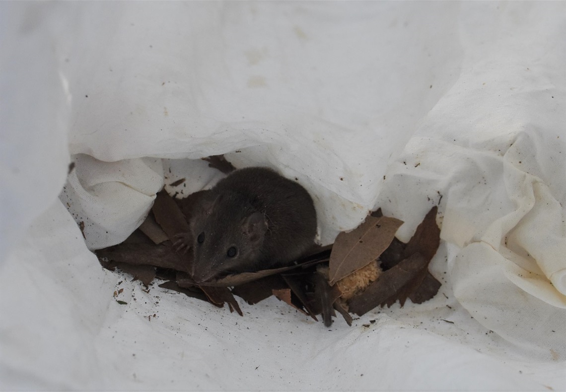 Brown antechinus4 DSC_5309.jpg