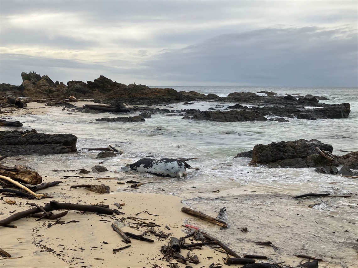 Dead livestock on beach after May 2025 flood.jpg