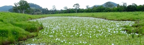 aquatic-weeds.jpg