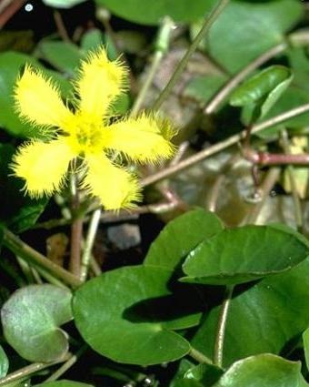 entire-marshwort.jpg
