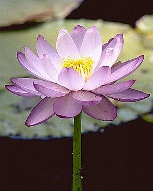 native-waterlily.jpg