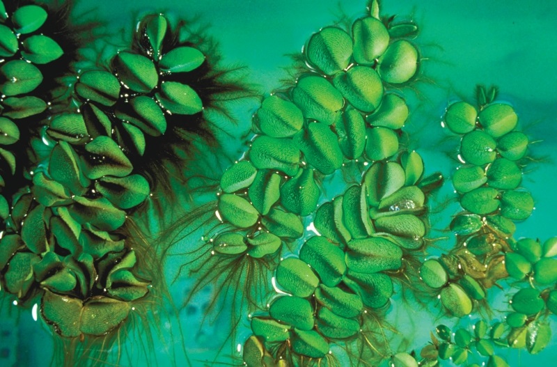 salvinia.jpg