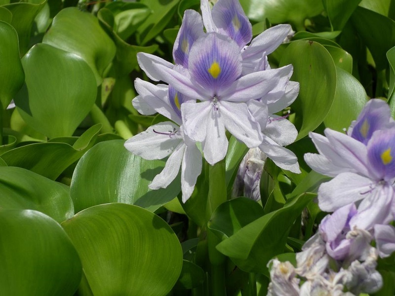 water-hyacinth.jpg