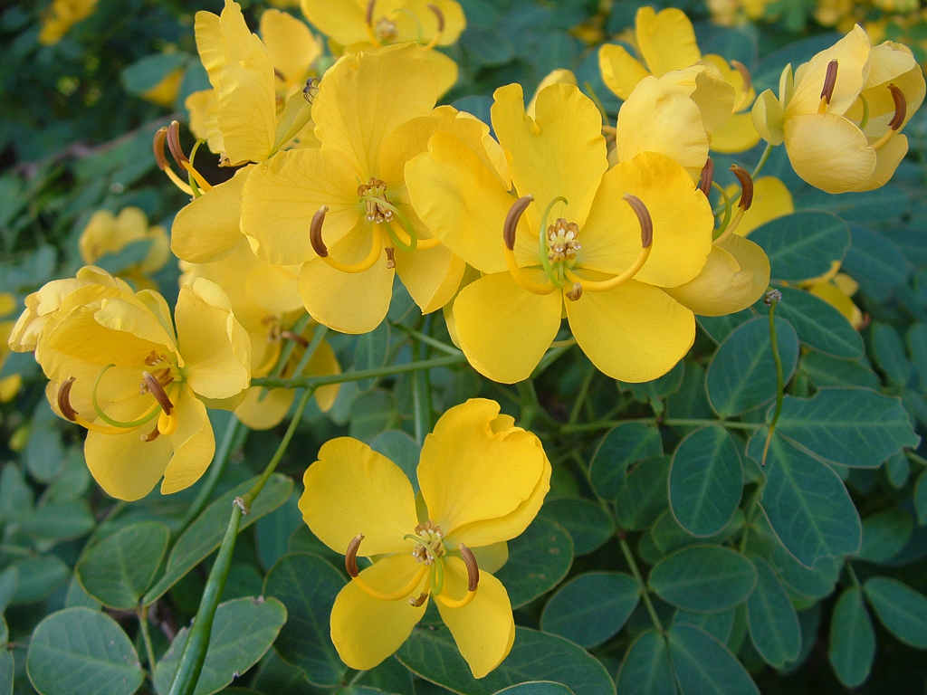 cassia-flowers.bmp