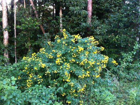 cassia.bmp