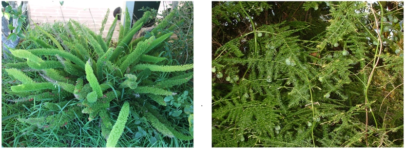 different-type-asparagus-1.bmp