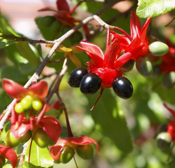mickey-mouse-plant.gif