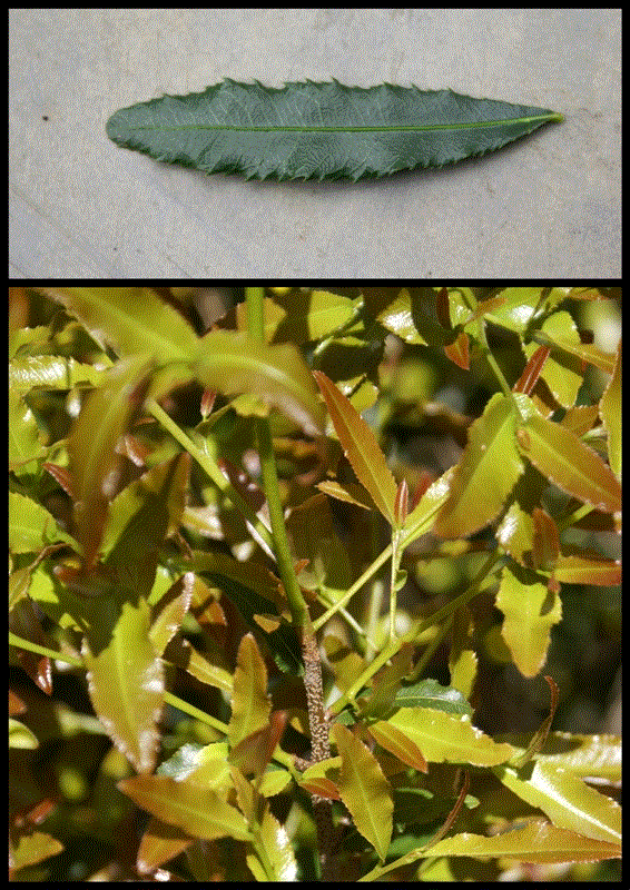 ochna-leaves.gif