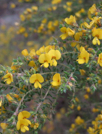 Pultenaea-villosa.gif