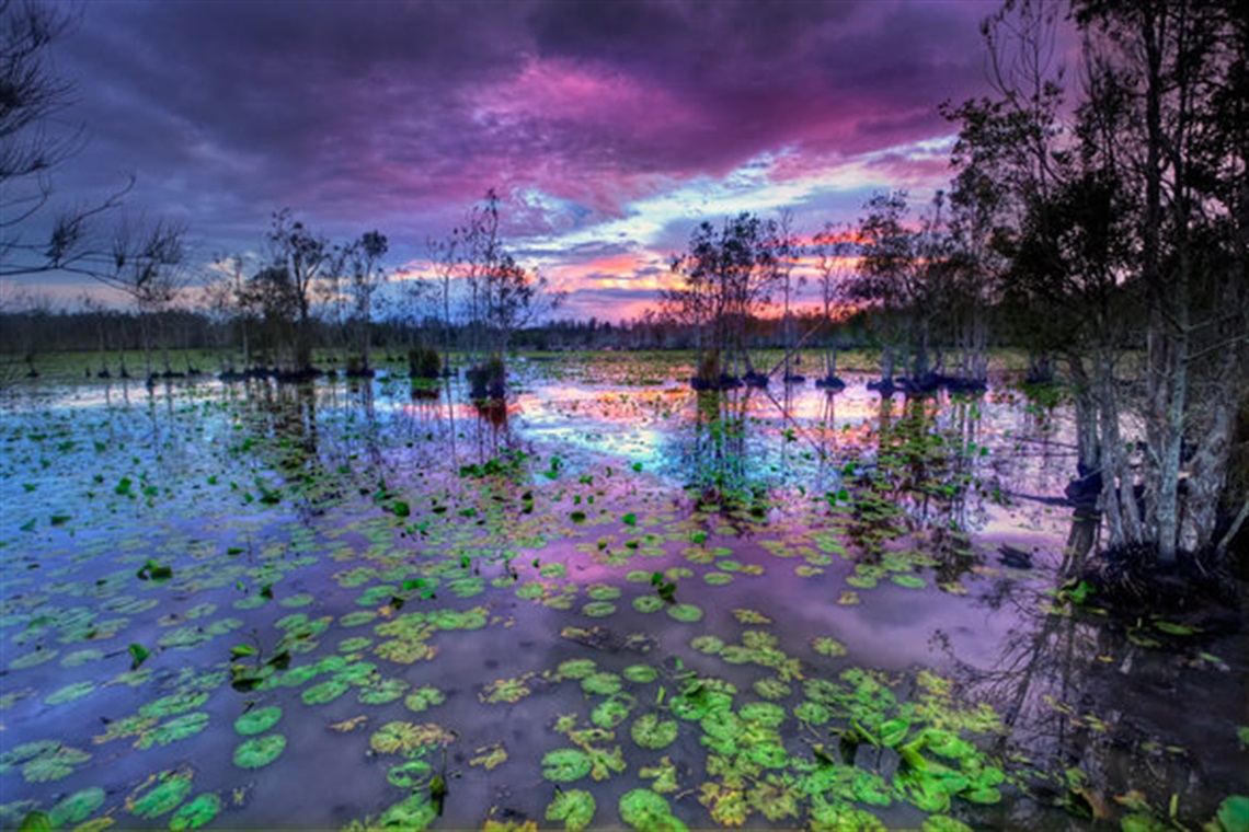 Cattai wetlands at dusk