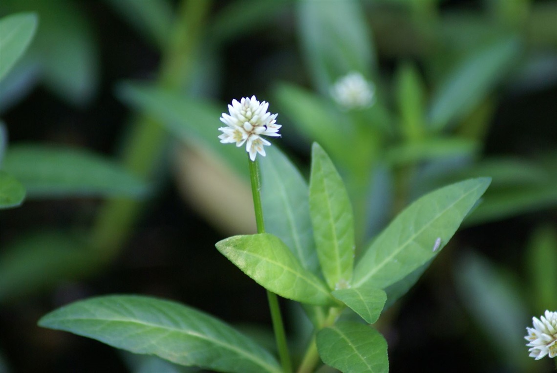 Alternanthera philoxeroides 0009-Terry Inkson.JPG
