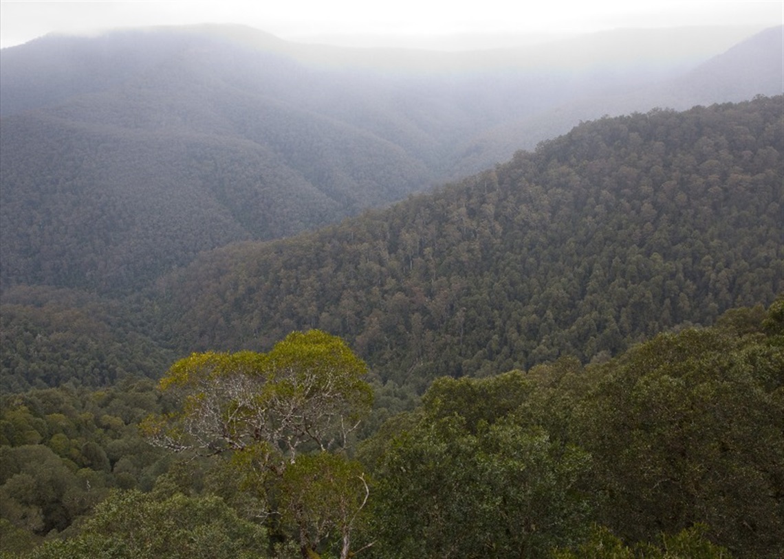 Barrington Tops.jpg