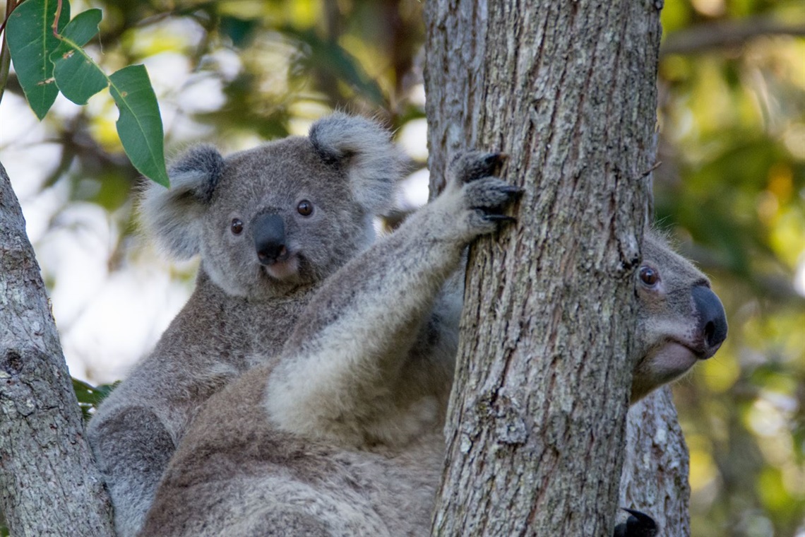 Koala and cub (1).jpg
