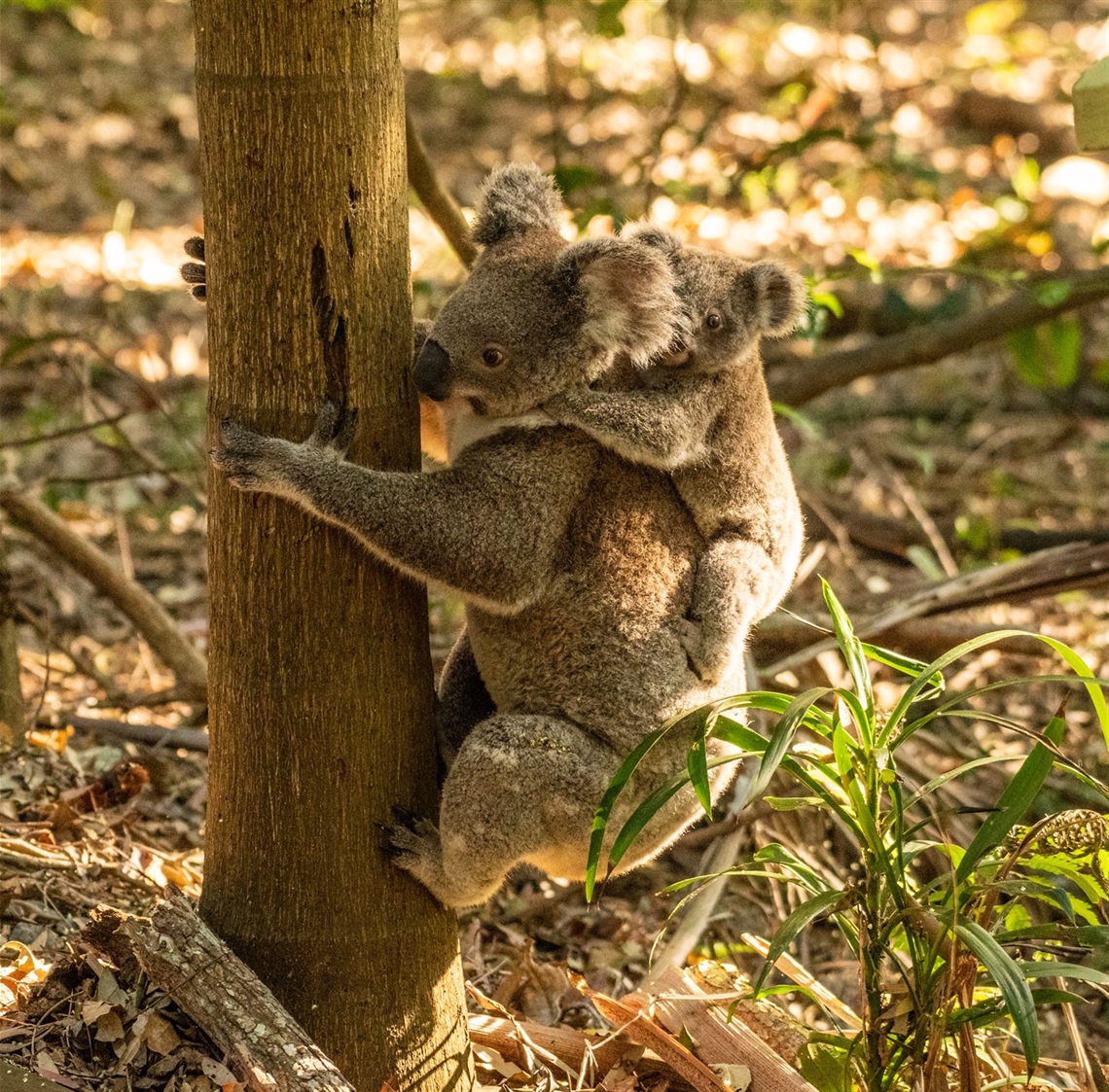Koala by Peter Goonan Permission Granted (38).jpg