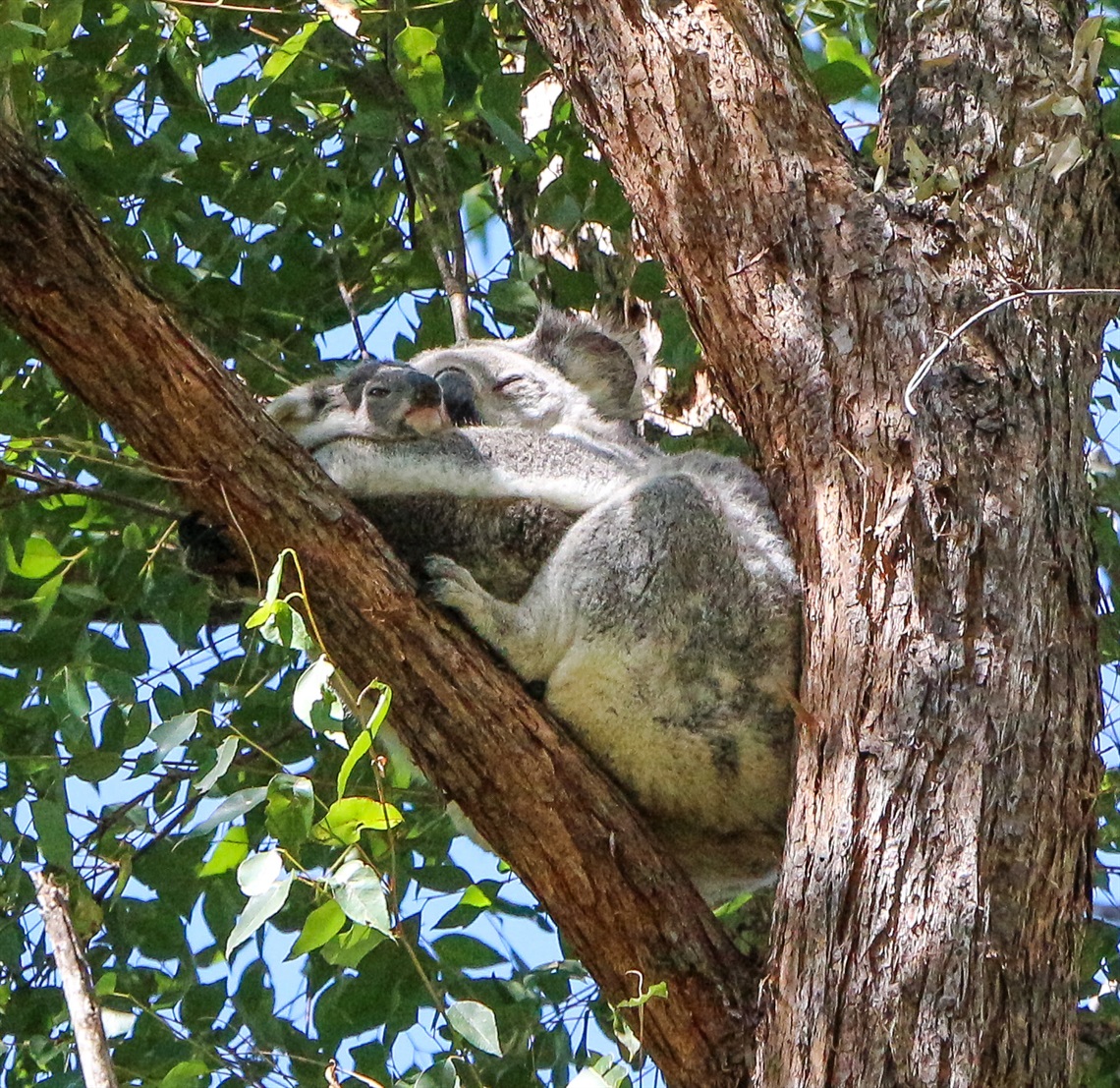 Koala - Photo Credit Erin Masters (3).jpg