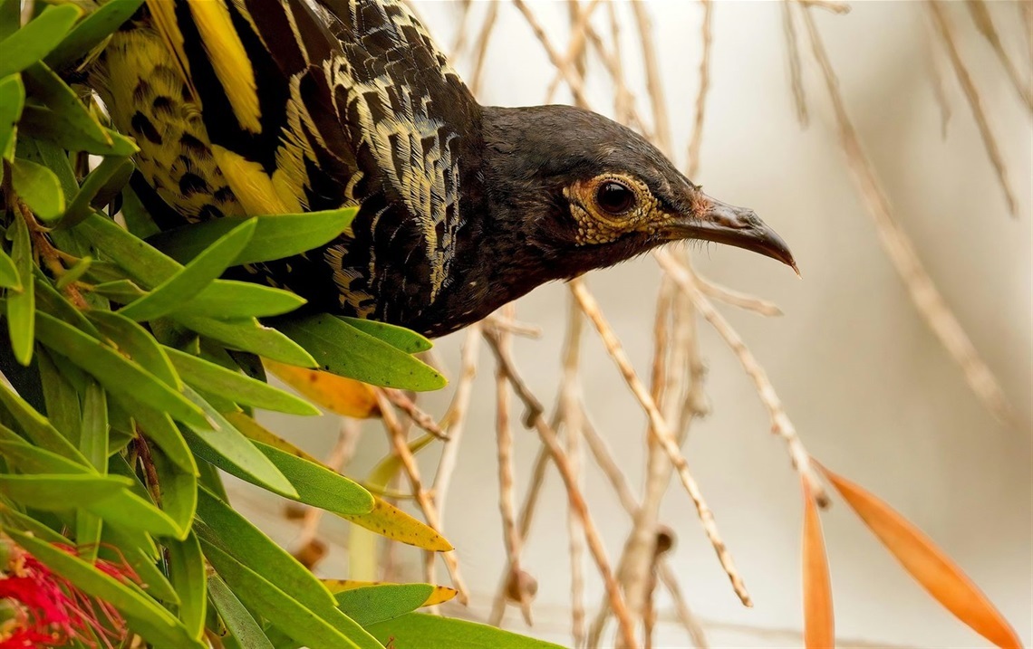 Regent Honey Eater.jpg