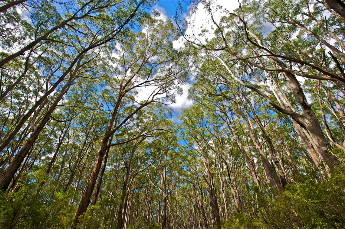 Trees.jpg