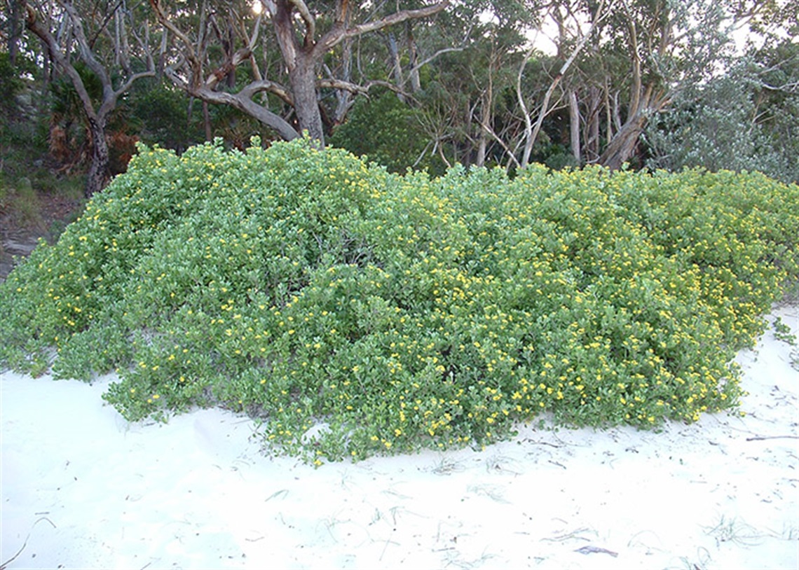 BitouBush-Elizabeth-Beach.jpg