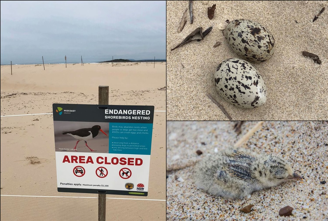 Pied-oystercatchers-nest-in-the-Manning-rx.jpg